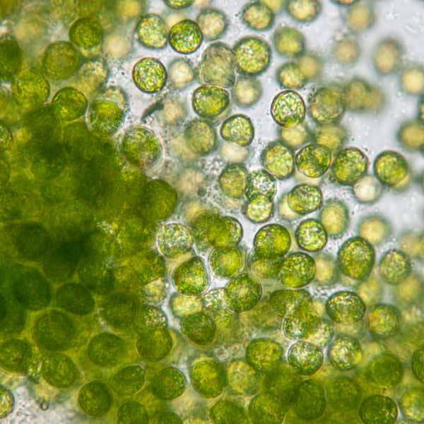 Chlorella_Microscopic_Masonry