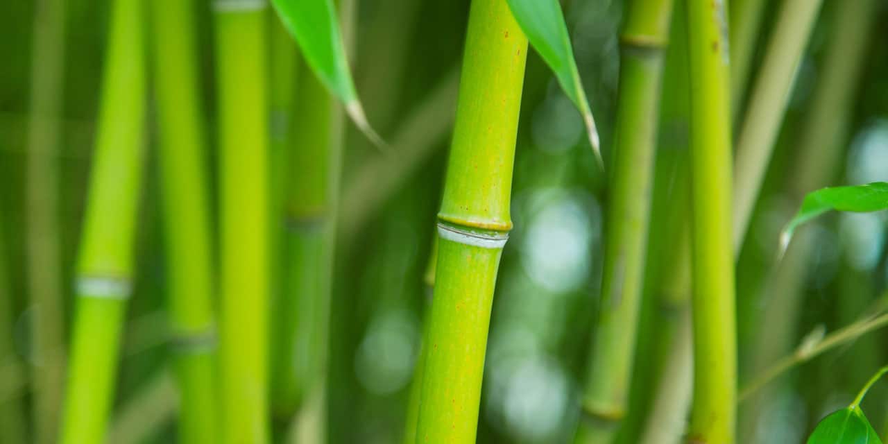Bambus-Silizium