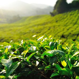 Grüntee-Extrakt Wirkung