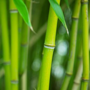 Bambus-Silizium
