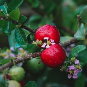 Acerola Kirsche 1080x1080 v3