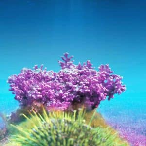 Lithothanium-Calcareum Wirkung