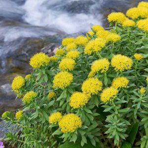 Rhodiola-Rosea